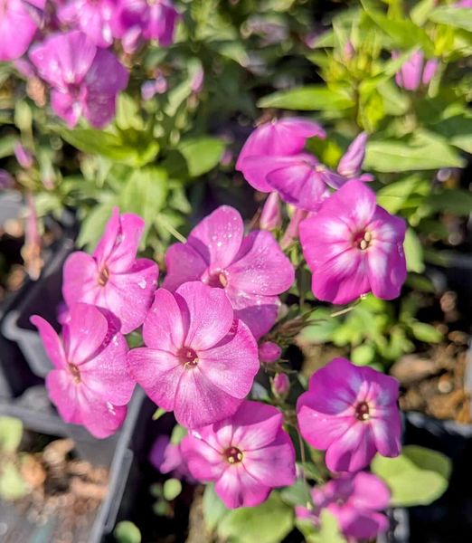 Phlox paniculata 'Bee Best purple Eye'